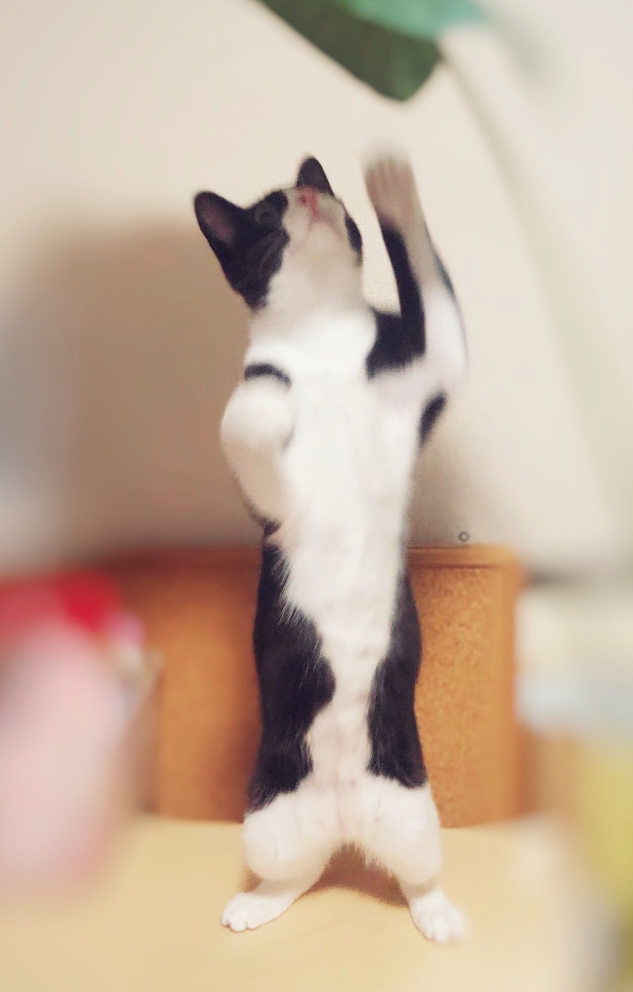 しゃーさんめいさん ね こ 猫 立つ猫 ハチワレ 立つ猫のいる暮らし T Co fhm8idbz Twitter