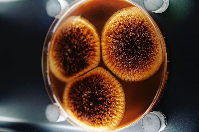 Beautiful bacteria shot at Microbia, Amsterdam. Doesn’t seem right in the light of what’s happening!
.
.
.
.
.
.
#bacteria #amsterdam #microbes #londonphotographer #advertising #travel #beauty #beautiful #science #microbiology #microscopic #infection #pi… ift.tt/2QtLFNj