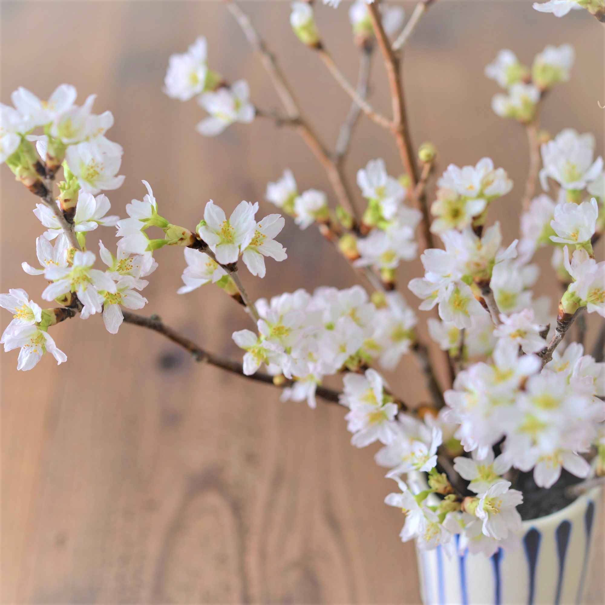 日比谷花壇 おうちにお花を飾ってね على تويتر 新たな門出を迎える4月 今年は少し早めの開花でしたが 4月といえば桜 咲いた姿だけでなく散り際の美学も含め 日本人の心に一番グッとくるお花ですね 暦とお花を楽しむ Enjoy Koyomi T Co 日比谷花壇 おうちにお花を飾ってね على تويتر 新たな門出を迎える4月 今年は少し早めの開花でしたが 4月といえば桜 咲いた姿だけでなく散り際の美学も含め 日本人の心に一番グッとくるお花ですね 暦とお花を楽しむ Enjoy Koyomi T Co