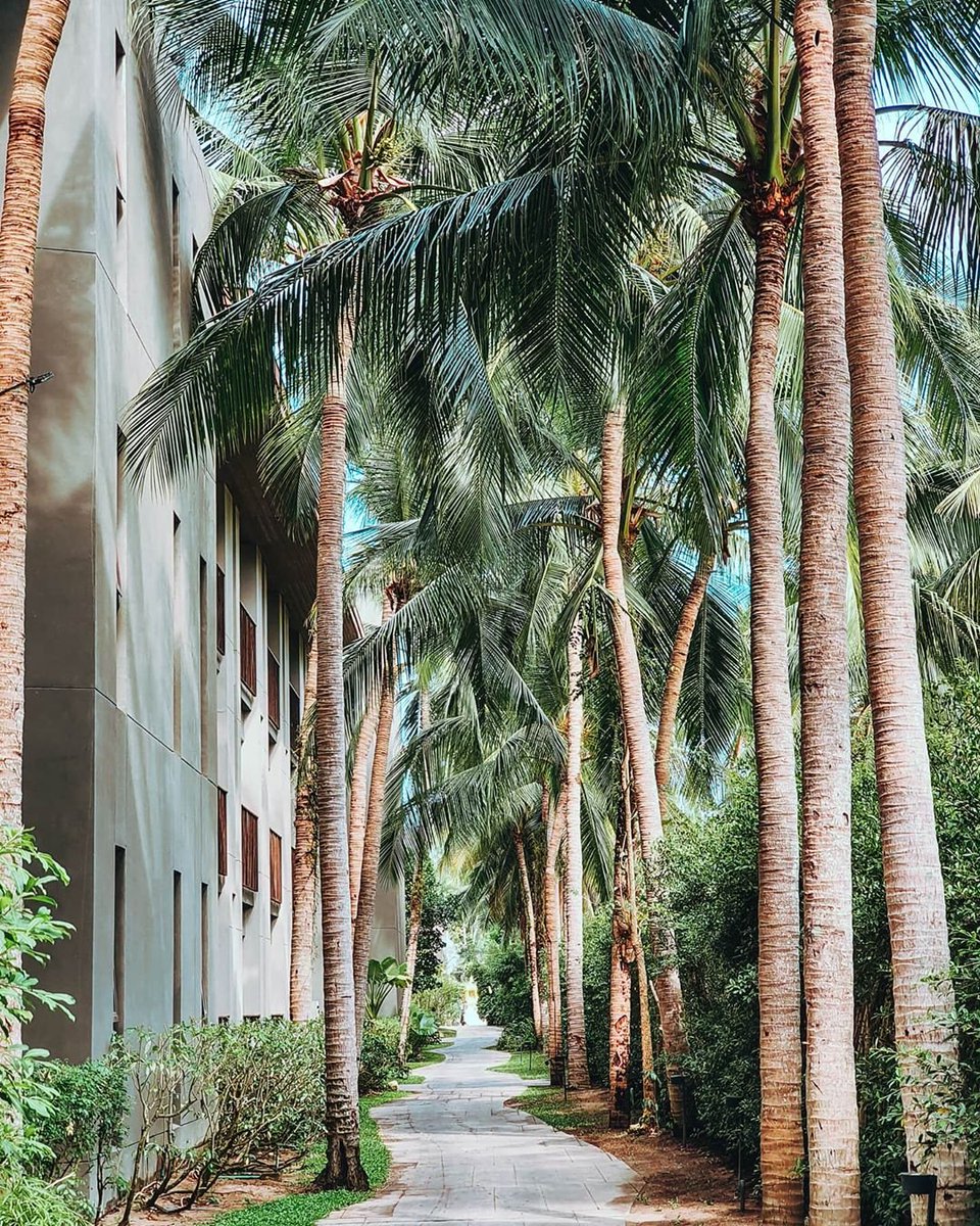 🌴🌴🌴🌴🌴🌴🌴🌴🌴🌴🌴🌴🌴🌴🌴🌴🌴🌴🌴🌴🌴🌴🌴🌴🌴🌴🌴🌴🌴🌴

 #Renphuket #DiscoverThisWay #Palmtrees #Tropicalparadise #Green