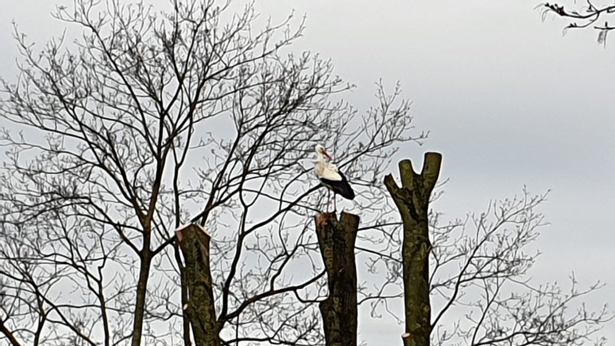 Bij gebrek aan een extra nest. Gebruiken ze gewoon een oude boom. <a href="/JannyPepping/">Janny Pepping</a> <a href="/DBZeegse/">dorpsbelangen Zeegse</a>