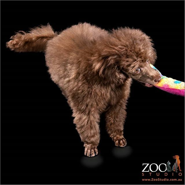 ZooStudioPhotos's tweet photo. 'Puppy Playtime!' #zoostudiophotos #petphotography #professionalpetphotography #dog #dogs #dogstagram #dogoftheday #doglovers #dogsofinstagram #puppy #puppies #puppylovers #puppiesofinstagram #poodle #poodles #poodlelovers #poodlesofinstagram #toypoodle #toypoodles #toypoodl… https://t.co/9zLRfi8yVa