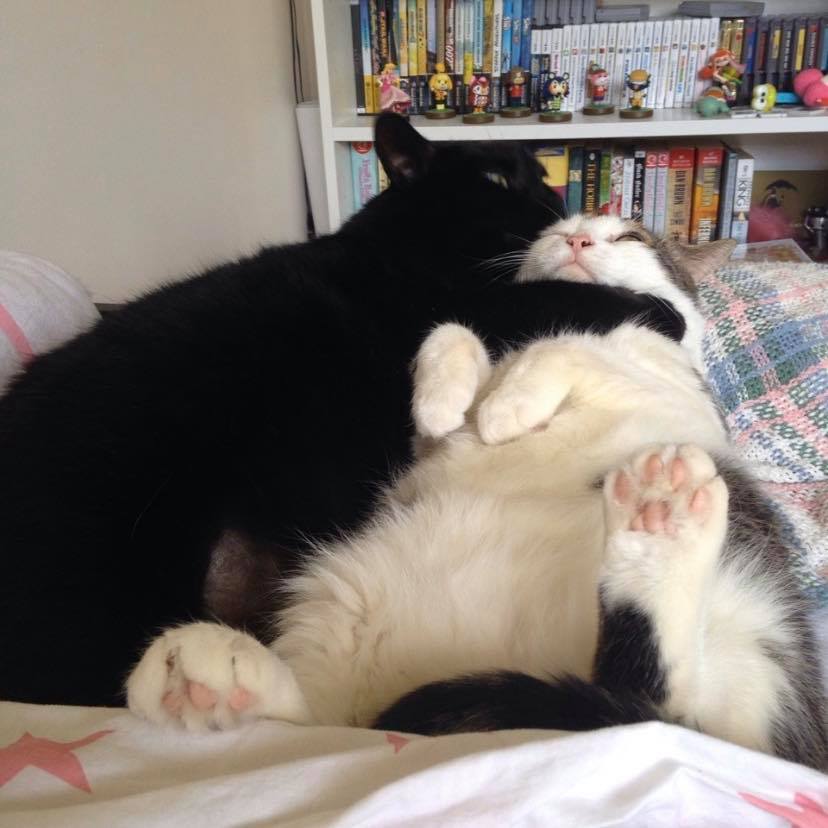 somethinglovely's tweet photo. this could be u n i during the quarantine https://t.co/8ZnrXPDnht