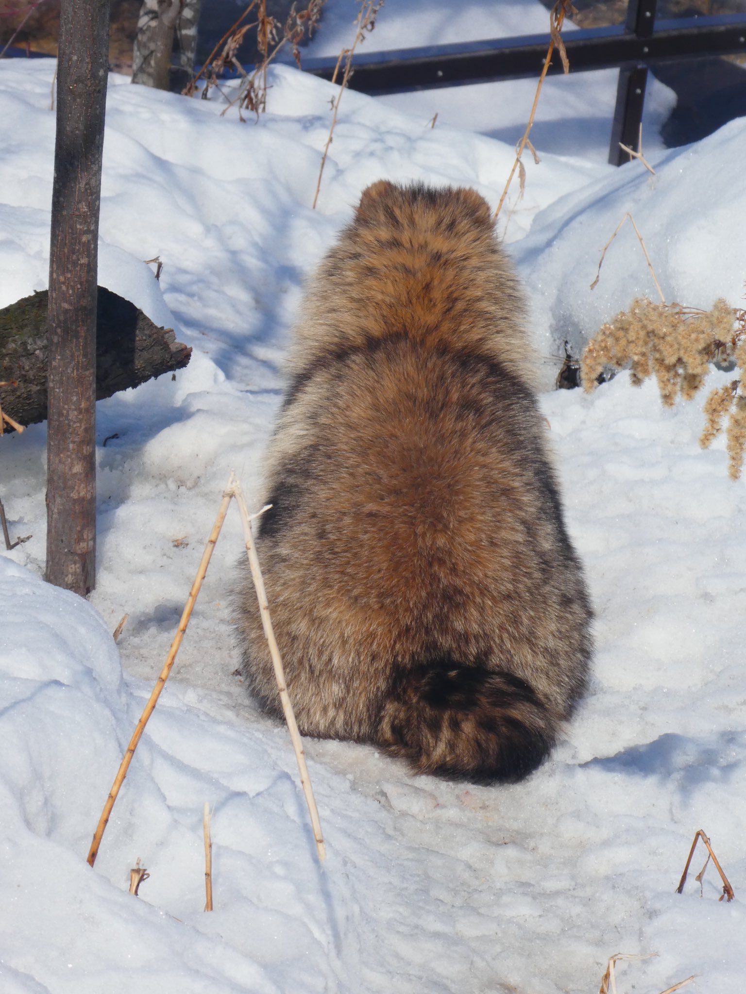 تويتر 旭川市旭山動物園 公式 على تويتر 後ろ姿もモフモフ 旭山動物園 Asahiyamazoo エゾタヌキ Racoondog Tanuki ゆっくりロード T Co Cctlhhzus8