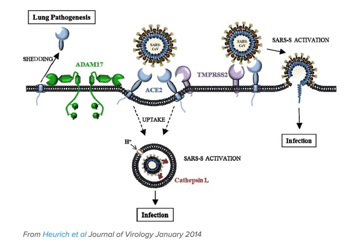 Коронавирус 2 типа. Рецепторы АПФ 2 И коронавирус. Ace 2 Рецептор коронавирус. Патогенез коронавирусной инфекции схема. Коронавирус SARS-cov-2 патогенез.