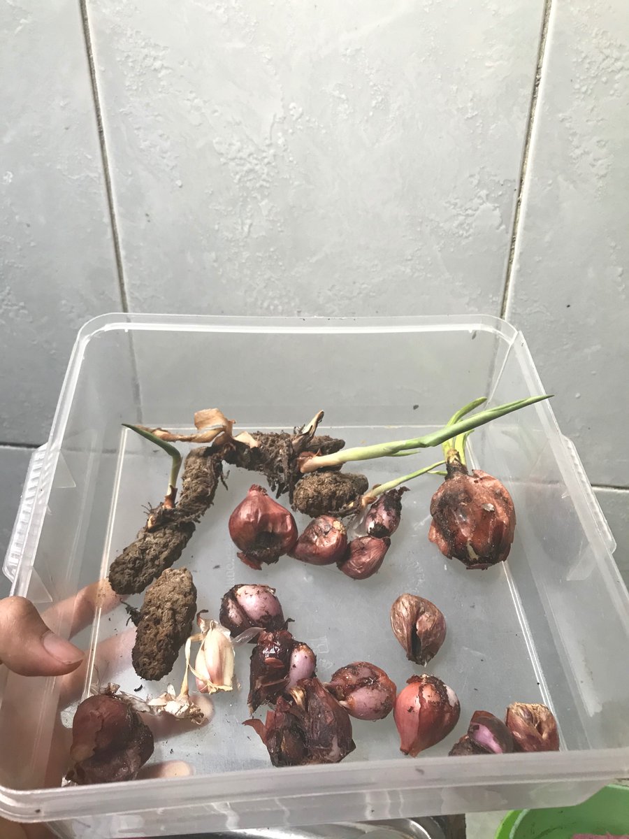finyzora's tweet photo. Isolasi diri dirumah menghindari dan mencegah COVID-19 , bercocok tanam untuk stock makanan gaperlu keluar duit banyak 😛 https://t.co/hPh2r5158Q