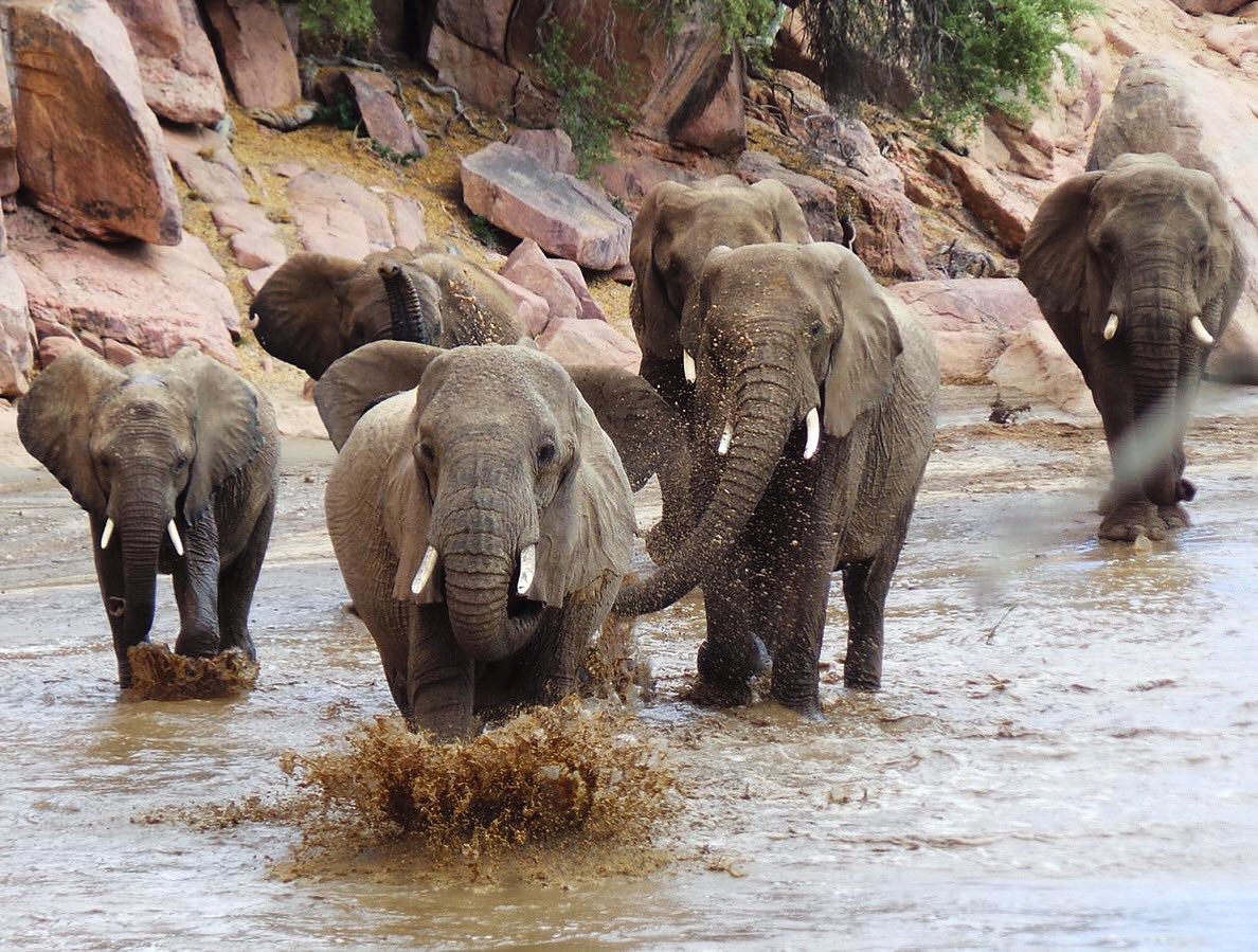 Elephant-Human Relations Aid tweet media