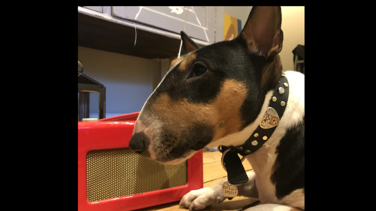 It's Thursday! Good news you can tune into The Barking Hour <a href="/BBCRadioLondon/">BBC Radio London</a>, 2.30-3.30pm, we're talking to <a href="/londondogweek/">Londondogweek</a> about #Pawsitivity &amp; <a href="/BritishVets/">BritishVets</a> President Daniella Dos Santos @VetDannii keeping pets safe. Plus can dogs pick up on your anxiety? #Radio #Dog #anxiety 📻🐕