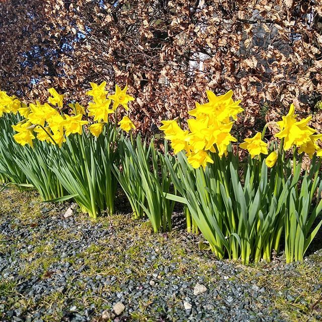 emmaspostcards's tweet photo. I've been working from home since Monday and my brain is a tangle of thoughts to share and ways I can be helpful. For now, I'm going to pull on this daffodil-coloured strand and let you know spring is arriving and I couldn't be happier about it. I have a… https://t.co/i5796Yn9uj https://t.co/yTKyGScShS