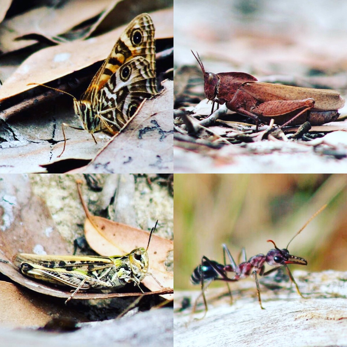 ThatVetSean's tweet photo. Whoโs up for a mindfulness in nature challenge? Iโm calling it #seethesmallthings, going out in nature, stopping to look, listen, really observe the life & beauty in tiny things all around us we normally overlook. Share what you find using the hashtag & RT to start a movement! https://t.co/2ExVn6QLDo