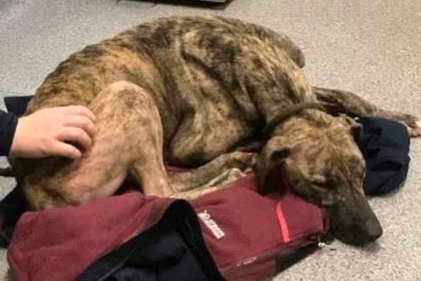 🐾Frazer_FFH🐾 tweet media