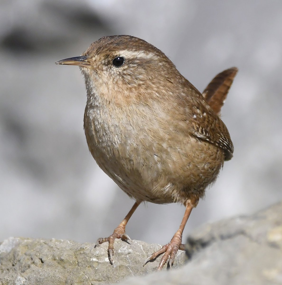 Wren. Tiny bird, often with a cocked tail. Has a very loud song!Easily missed, but is actually the most common bird in the UK.Doesn't visit bird tables. Feeds on insects and Spiders. #SelfIsolationBirdWatch 