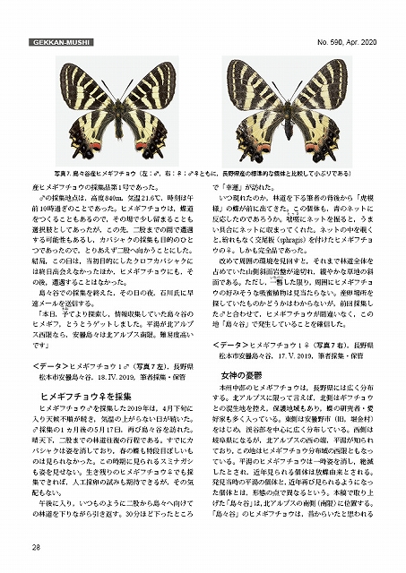 ヒメギフチョウ56頭