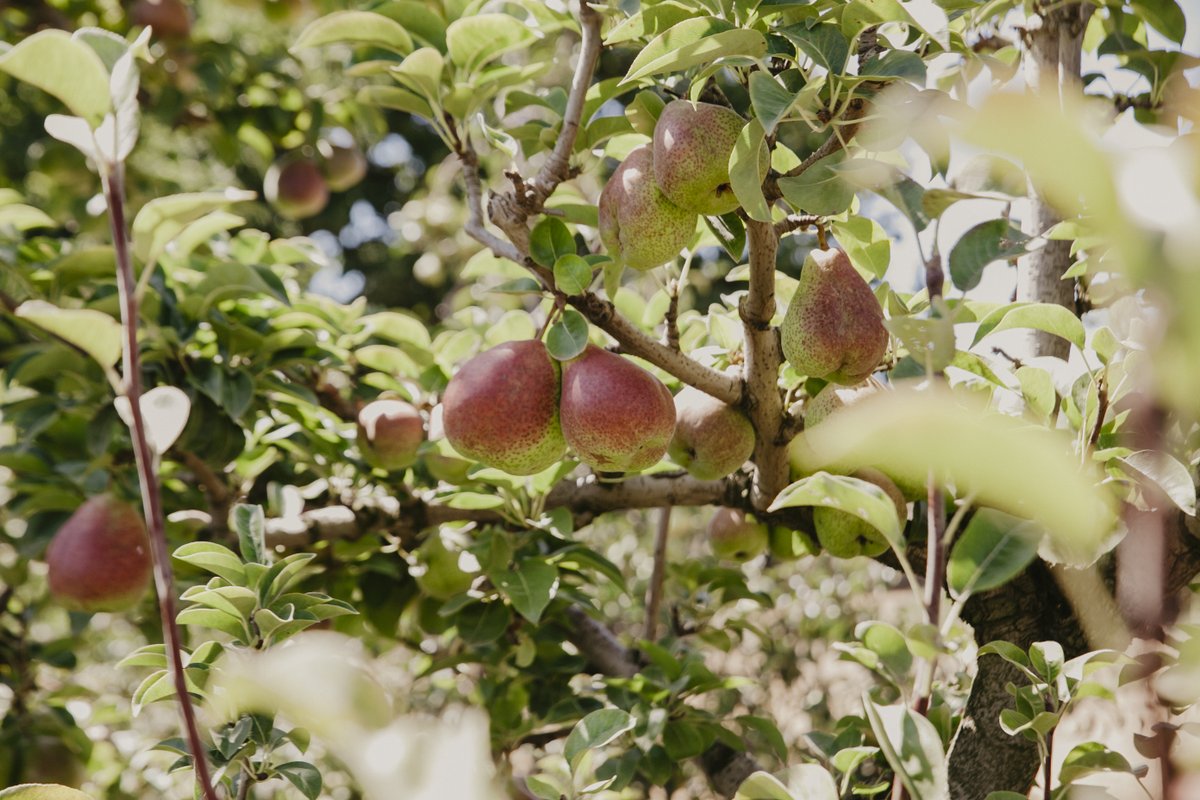 We have a number of fruit trees with beautiful pears, namely Packhams Triumph and Forrel. To add to the bustle of our grape harvesting, our pears were also harvested in early February. After some careful quality control, they were sent off to the market.