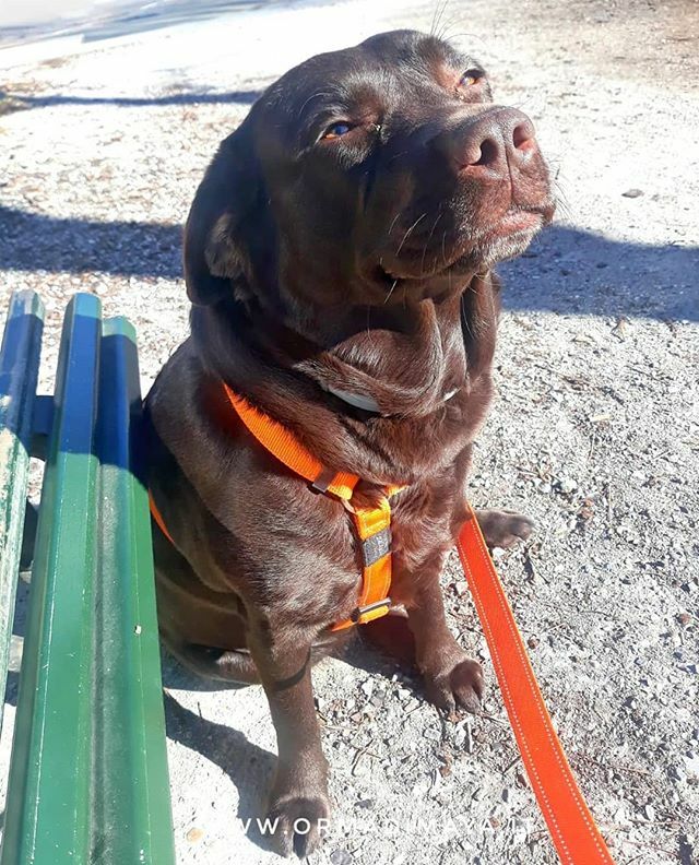 Buona festa del papà a tutti i papà del mondo!!(bipedi e quadrupedi🐾)🤩❤️
#dogsittertorino #dogsitter #dogwalker #dogwalkertorino #dogsittinglife #torino #dogofinstagram #dogstagram #dogoftheday #instagramdogs  #dog #cane #peloso #meglioicani #passegg… ift.tt/2QrgYsj