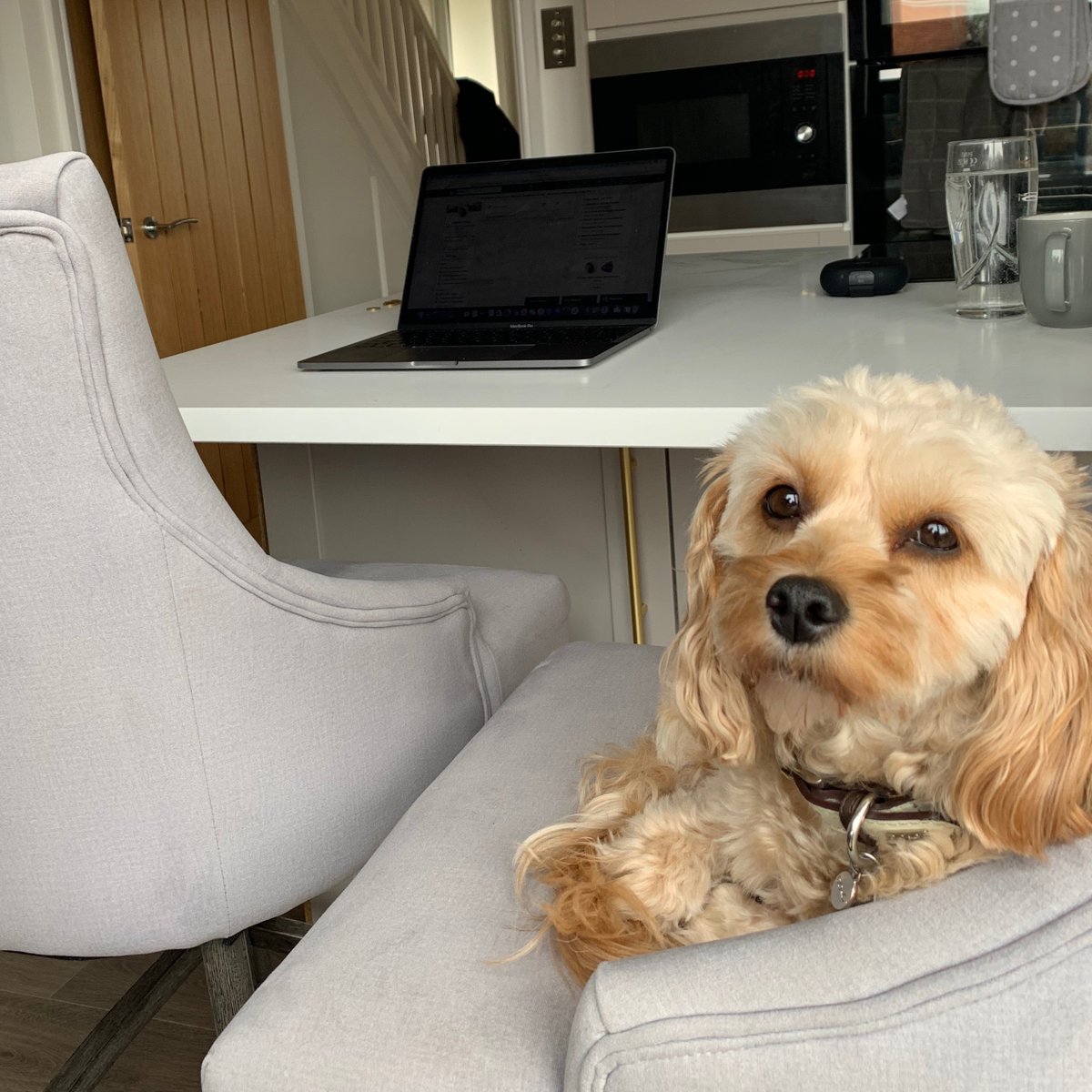 incandcogroup's tweet photo. Take a sneak peek at our home set-ups home for seamless remote working, with our most pawsome members of staff!

#dogsofincandco #dogsofcuhu #workfromhomedogs https://t.co/Y7uGSSPLU1