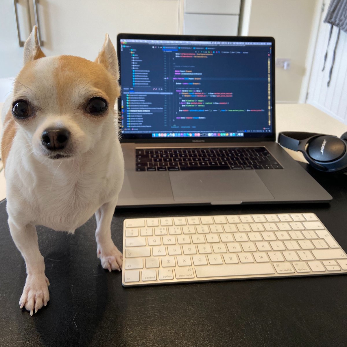 incandcogroup's tweet photo. Take a sneak peek at our home set-ups home for seamless remote working, with our most pawsome members of staff!

#dogsofincandco #dogsofcuhu #workfromhomedogs https://t.co/Y7uGSSPLU1