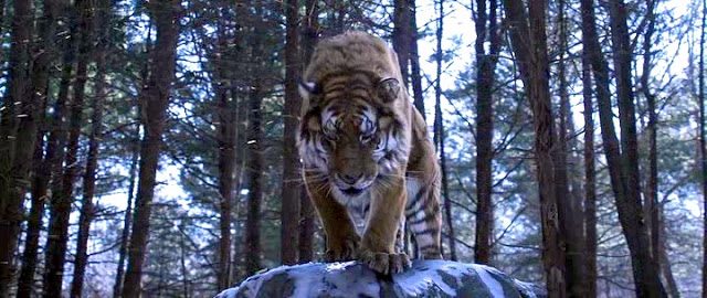 великий тигр 2015. великий тигр 2. великий тигр 3. великий тигр 3. великий тигр 2015.