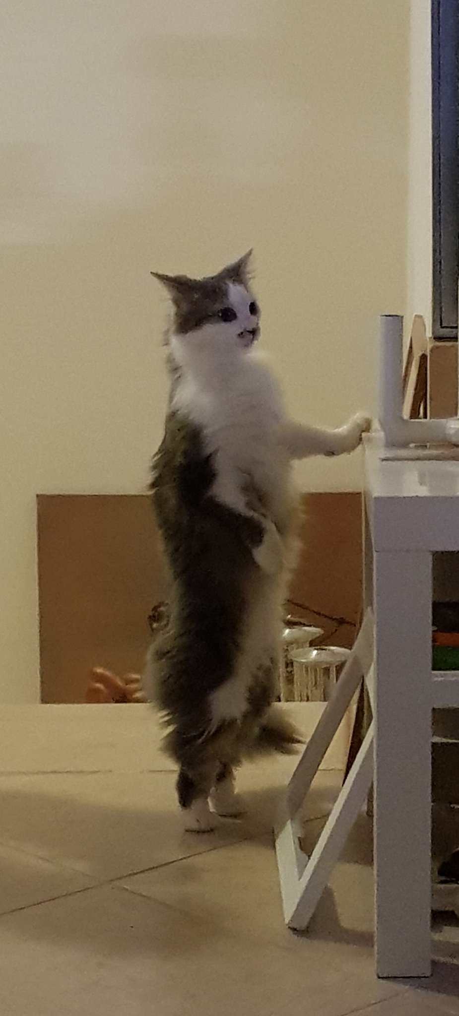 Mizu&ndash;Kitsune(Ko-fi is working) على X: &ldquo;Omg , I took this photo of 