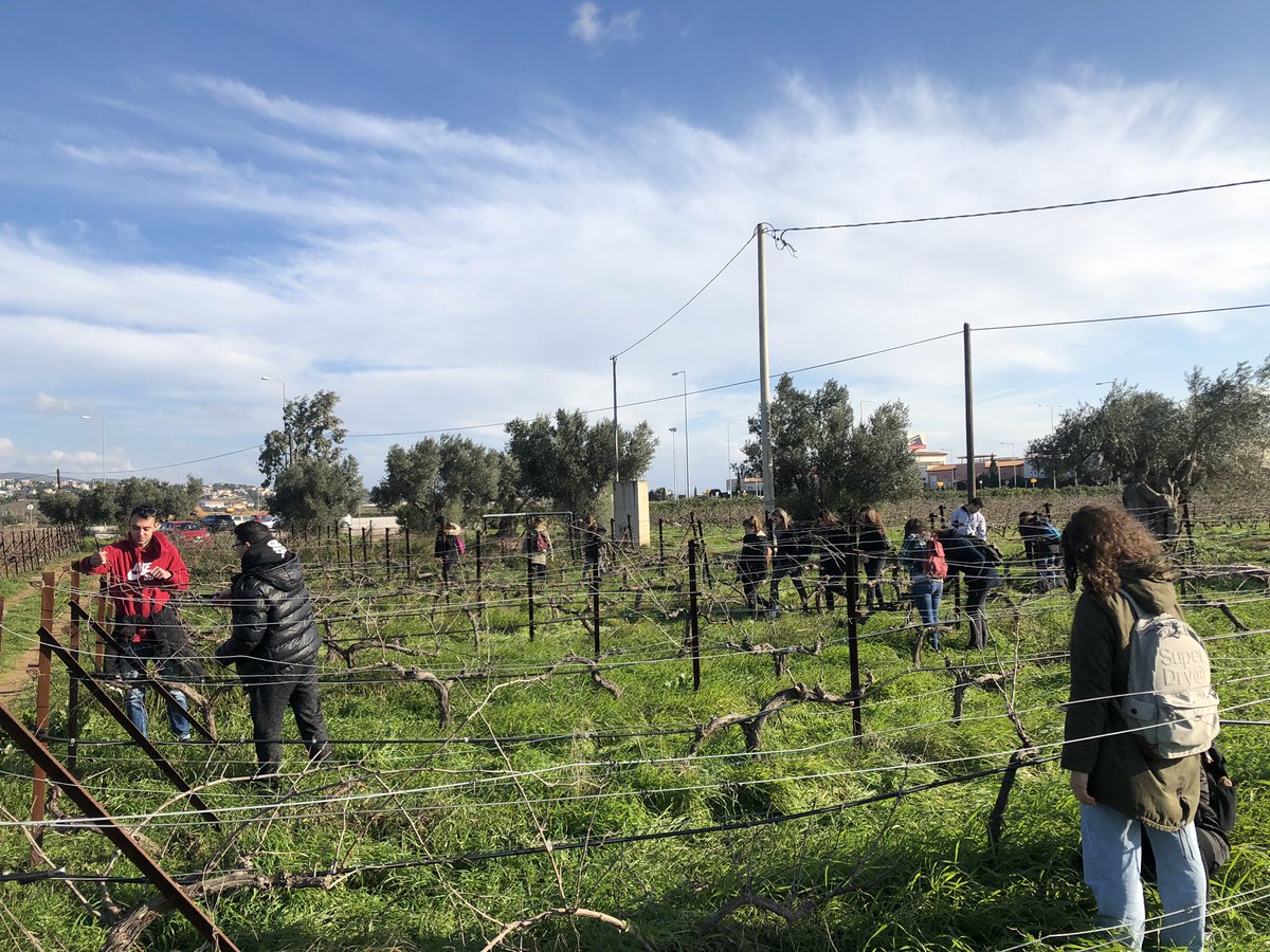 vitislab's tweet photo. A couple of weeks ago, the under-graduate students of the Agricultural University of Athens had their first hands-on pruning practice at the University’s vineyard in Spata and the final outcome of their effort is amazing! https://t.co/CeDWJhYuWi