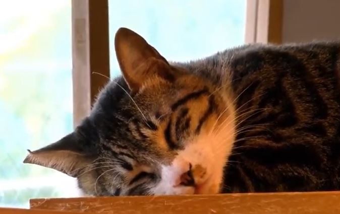 3/25(水)15:00～生放送
東京・多摩センターにある猫カフェ「たまねこ」のアットホームな店内から、ラグドールを中心とした猫スタッフ達の様子をお届け!

ニコ生 live2.nicovideo.jp/watch/lv324837…

無料部分はYouTubeでも配信!
youtu.be/_JOGTalAXRs

FRESHでは後日アーカイブを全編公開!