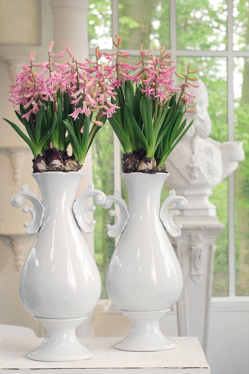 Vanaf vandaag bij Albert heijn, MULTIFLORA's 2 voor 3,50