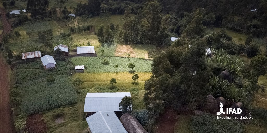 IFAD's tweet photo. Did you know that sub-Saharan farmers can use drones to monitor crops and livestock? 

New digital technologies create new opportunities by making youth more connected, productive and independent. 🌾

#FundAgriculture #InvestInYouth https://t.co/dK68WU9zjk