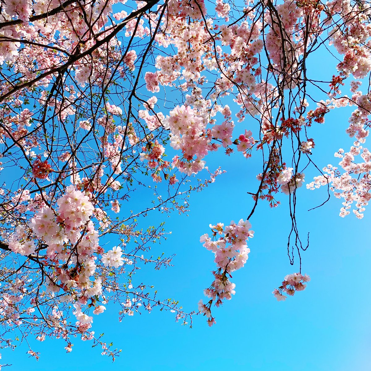 teamuplk's tweet photo. Spring: a lovely reminder of how beautiful change can truly be. 🌸⁠
⁠
⁠
⁠
⁠
⁠
#TeamUpItalia #spring #italy #firstdayofspring #change https://t.co/Zt9EShtoJh