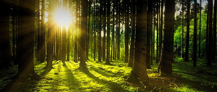 Dalla nostra #Newsletter n.246: Giornata internazionale delle Foreste.
➡️essenziali serbatoi di biodiversità, le foreste garantiscono la protezione del suolo, la qualità dell'aria e delle acque, #proteggiamole.
weforgreen.it/giornata-inter…