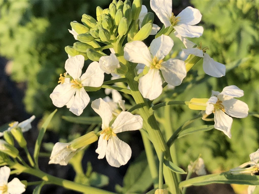 グリーンアップセンター ふれあいの森 Twitterissa この写真で分かりますか 答えはダイコン 聖護院大根 の花でした アブラナ科なので ナノハナに似てますね ふれあいの森 野菜見本園 ダイコン 聖護院大根 アブラナ科