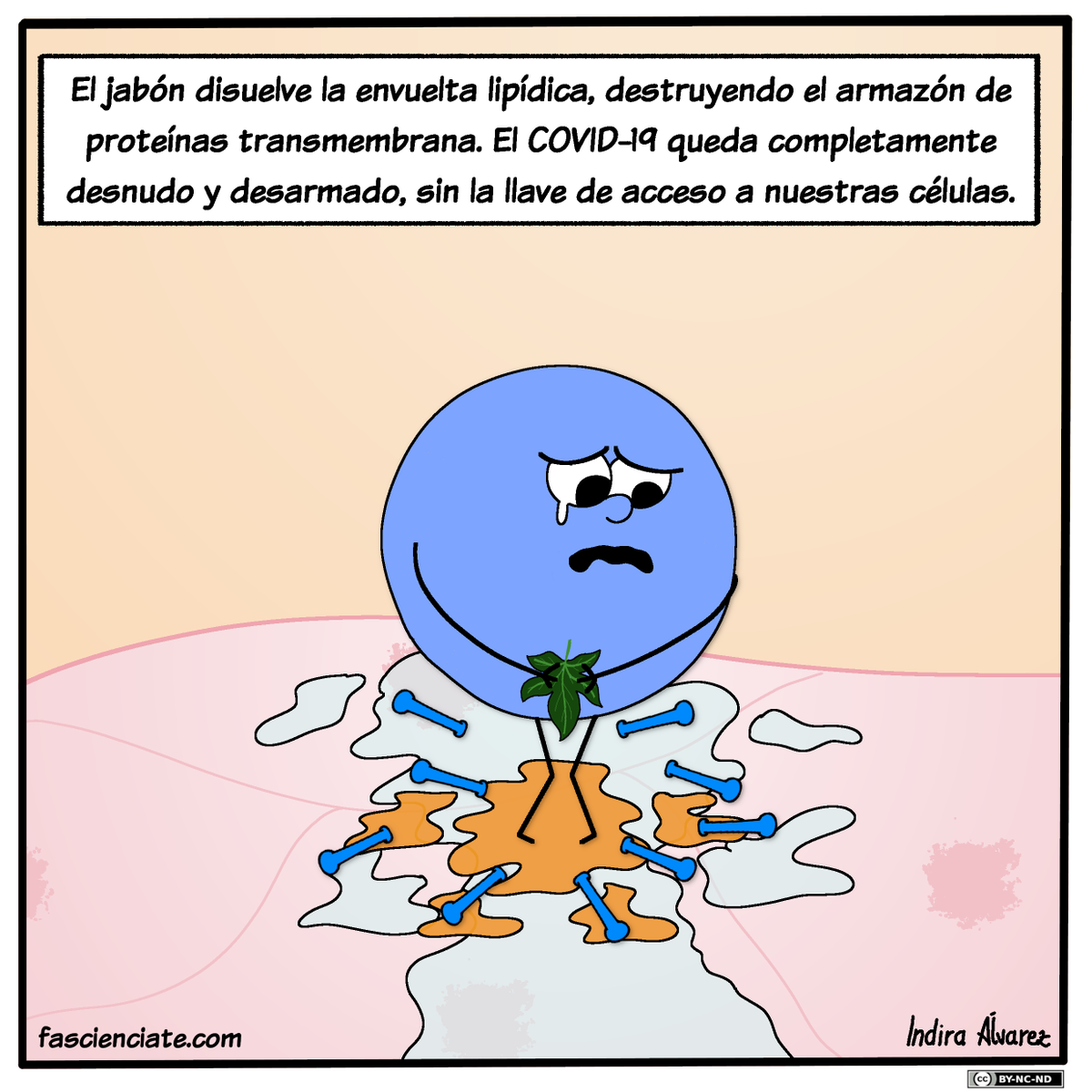 fasciencia's tweet photo. "¡Lávate las manos con jabón!" 🧼 🤲🚿. Ésta es una de las frases que se repiten estos días sin parar. Pero, ¿cuál es el poder del jabón frente al Coronavirus? 👑

#COVID19 #COVIDー19 #CuarentenaTotal 

🗯Cómic completo en: https://t.co/yxaDoWFJWF https://t.co/YXVbfG9FV8