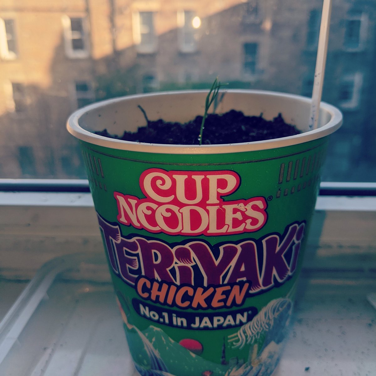 FrshPrynsOBrsdn's tweet photo. Stupid plant. You are not chicken. You are plant. #bonzai #BonzaiTree #CupNoodles #ramen #weeb #Japan #plant #PlantsOfTwitter #MountainPine https://t.co/SDwKtR7ADZ