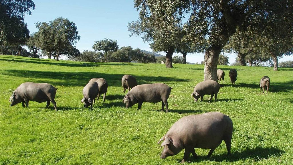 ✅#Extremadura no es la región española con más cerdos, pero no hay otro lugar en el mundo donde los 🐖 vivan tan libremente, sin estrés... ¡Disfruta del sabor y aroma de <a href="/JamonDO_Extrema/">Jamón D.O.P. Dehesa de Extremadura</a> <a href="/AlimentosdeExtr/">AlimentosExtremadura</a>! bit.ly/2liLkhO <a href="/e_avante/">Extremadura Avante</a> <a href="/Junta_Ex/">Junta de Extremadura</a> <a href="/BegoaBernal/">Begoña García Bernal</a> @Extremadura_tur
