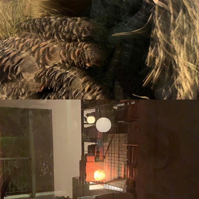 #antepodean #autumnalequinox #thanksgiving time at a difficult time for all, gratitude and respect to the spirits of place and ancestors, meditating and staying grounded as we move from the #Dharawal season of #Burran into the lillipilly rich #Marraigang… ift.tt/2UkCJLu