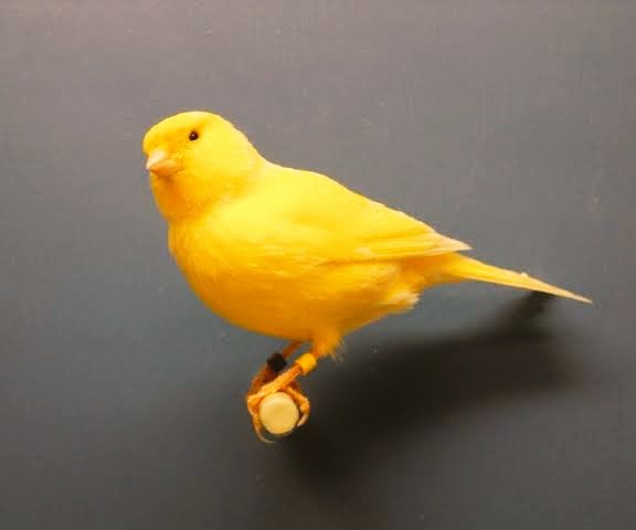 akankshaashine's tweet photo. Shehnaaz as canary bird..๐
.
#ThreadOnShehnaaz
#ShehnaazGill
#BhulaDungaFirstLook https://t.co/KgZWwI9oMt