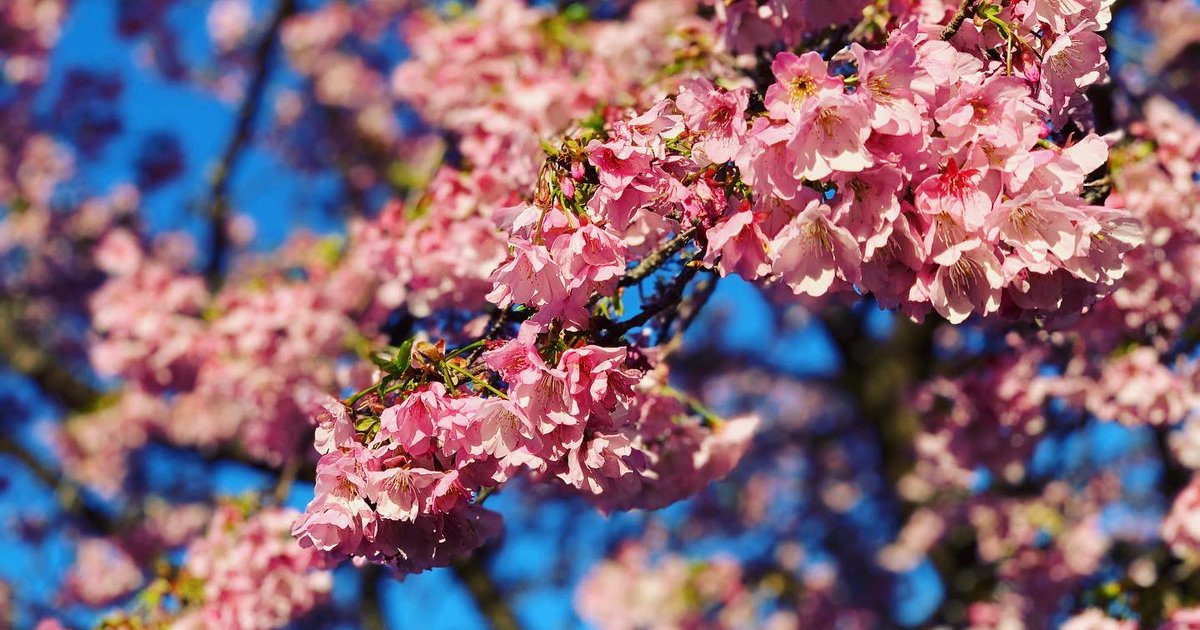 症 英語 花粉 「私は花粉症です」って英語で何て言う？