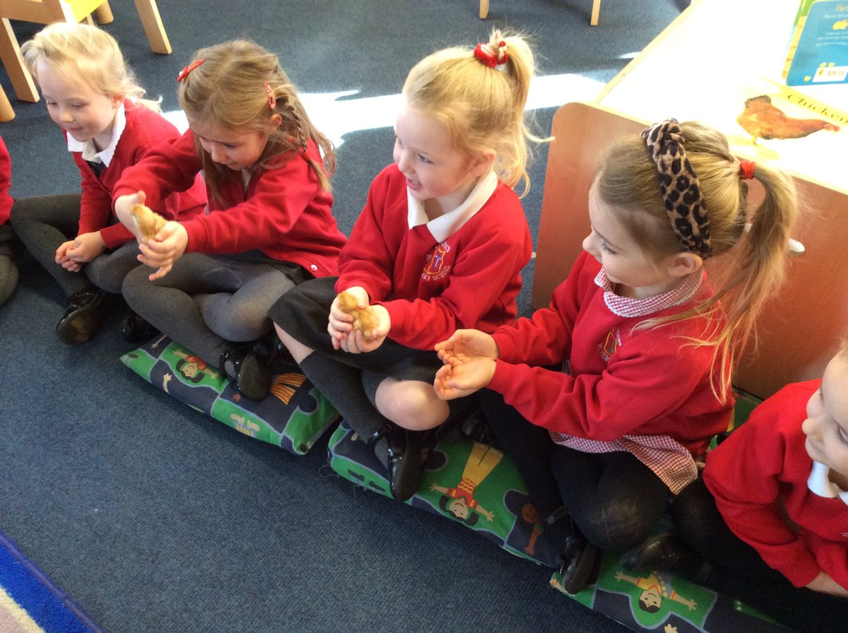 Recstjosephs1's tweet photo. 5 eggs and 5 eggs that makes 10. Sitting on top of mother hen. Crack, crack, crack...what can I see? 10 little chicks looking at me 🐥🐥🐥🐥🐥🐥🐥🐥🐥🐥 #firsttimeout #livingeggs https://t.co/SoVbJuUTiC