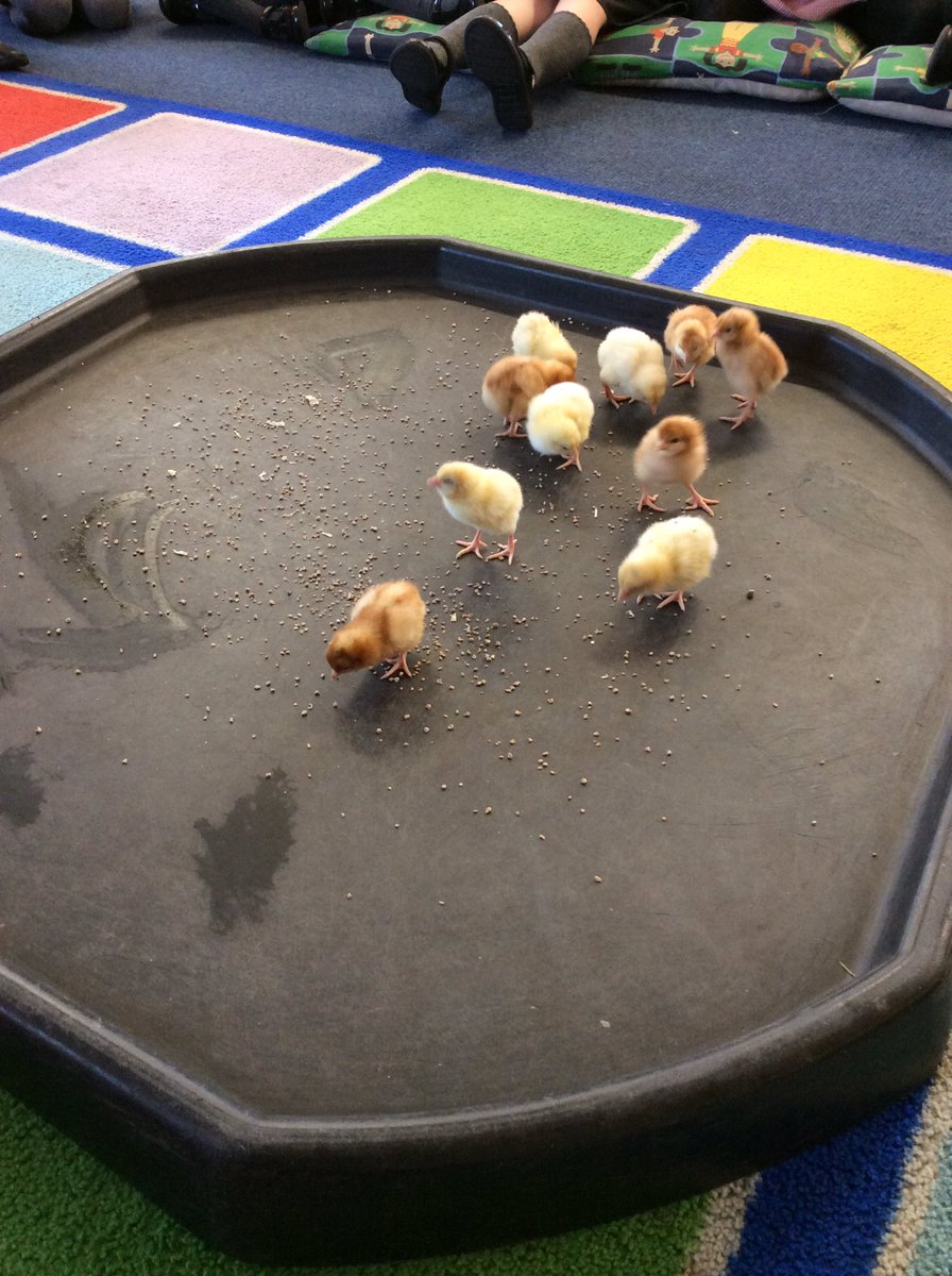 Recstjosephs1's tweet photo. 5 eggs and 5 eggs that makes 10. Sitting on top of mother hen. Crack, crack, crack...what can I see? 10 little chicks looking at me 🐥🐥🐥🐥🐥🐥🐥🐥🐥🐥 #firsttimeout #livingeggs https://t.co/SoVbJuUTiC