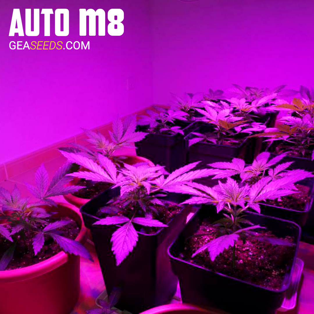 GeaSeeds's tweet photo. Como todas las semanas hoy os traemos el seguimiento de uno de nuestros clientes de la #AutoM8 para que sigáis viendo su crecimiento y desarrollo. ¿Cómo lleváis estos días por casa? Os leemos 📝 #GeaSeeds #fotocliente #cannabis #thc #marijuana #cannabiscommunity #cbd #joint https://t.co/if2aECsmZy