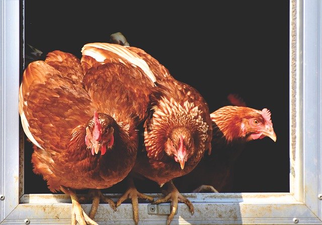 Cliverton Dog Grooming Insurance / Cliverton Insurance