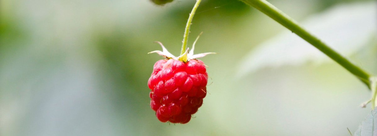 managefeedback's tweet photo. The story behind the name: #MopinionRaspberry.  https://t.co/5c23WoAOqQ #Mopinion #Name #UserInterface https://t.co/7tiNpRNP5h