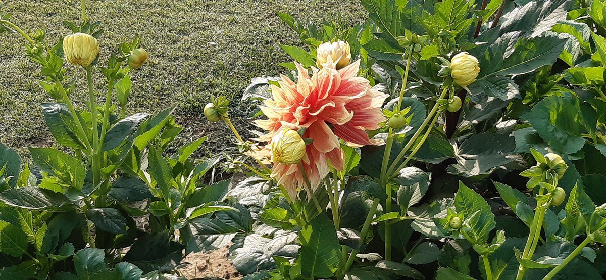 RatnRajiv's tweet photo. #Horticulture team on campus rocks! Great work, Anurag & team.
#lifeatiiitd #iiitdrocks #iiitd #delhi #gardening https://t.co/f4M7X6hGDa