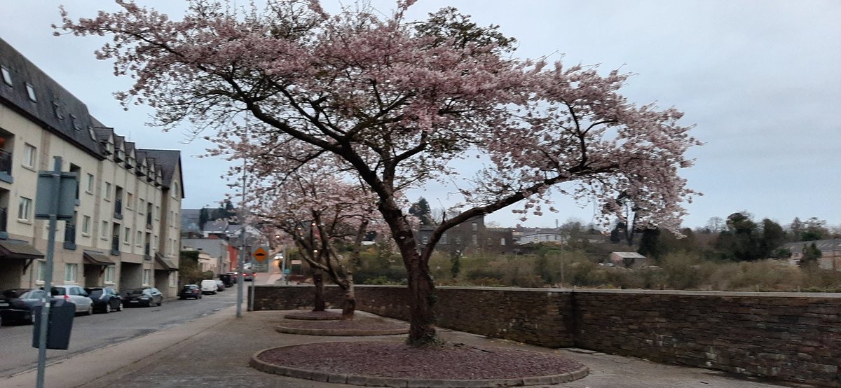 New Ross Standard tweet media