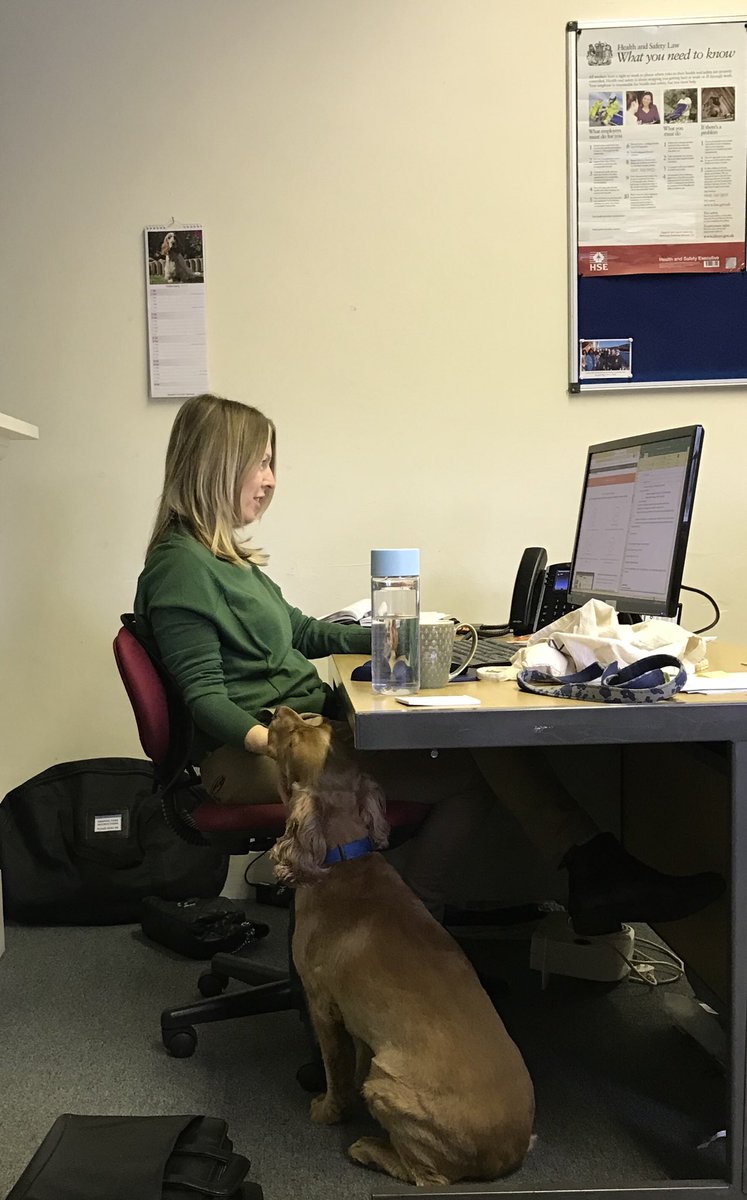 Kudos_Software's tweet image. When you have some help in the office. #dogatwork