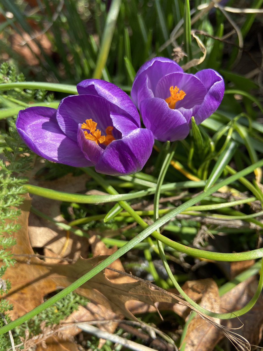 HWES_Science's tweet photo. Spring is in bloom! What a great time of year to practice observation skills! #Mustangscience https://t.co/9H7sPOR3Wd