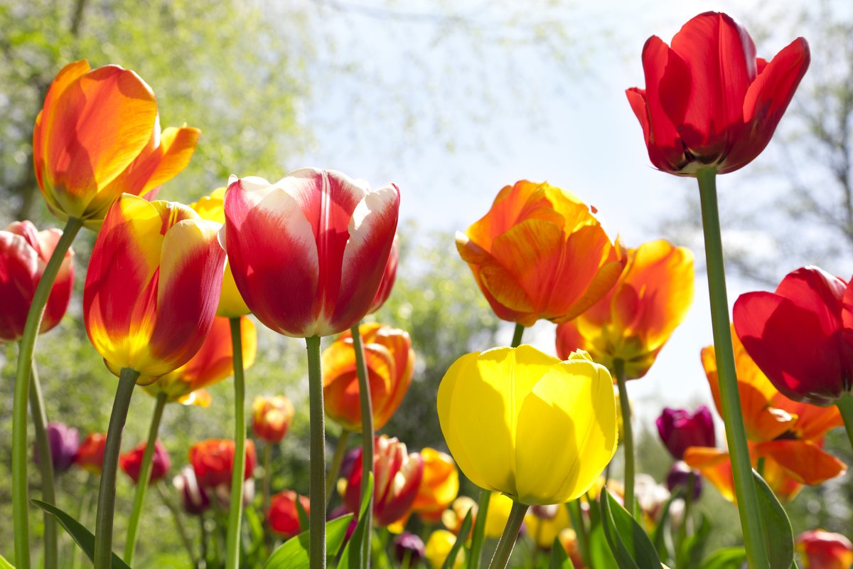 GalleryBethesda's tweet photo. Today marks the official first day of spring, and we couldn’t be more excited! 🌸 #spring #flowers https://t.co/laBDQkzGZJ