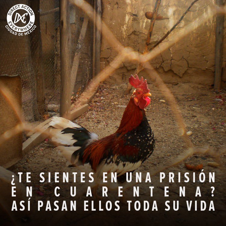 DxECDMX's tweet photo. Los animales no humanos son explotados y confinados toda su vida, como resultado pandemias donde incluso los humanos son afectados.
El coronavirus es solo un síntoma, la explotación animal es la enfermedad.
#dxecdmx #coronavirus #CuarentenaTotal #Covid_19 #MexicoEnCuarentena https://t.co/4rf2s9qDov