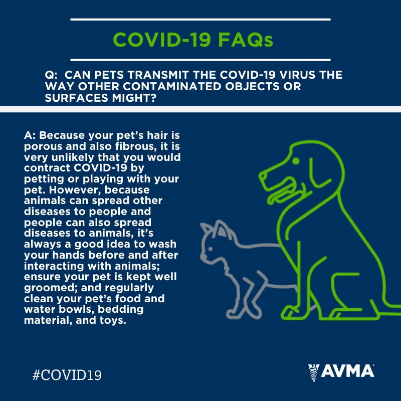 AVMAvets's tweet photo. Here's another FAQ about #COVID19 and pets. You can find more FAQs like this at the AVMA's COVID-19 resource page which is updated with the latest information: https://t.co/HUbu2ffwoK https://t.co/JdpOoSfMjs