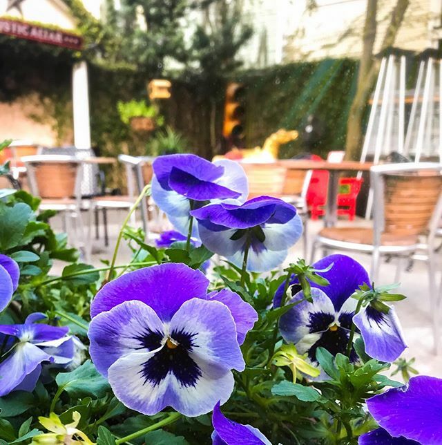 For anyone in need of a respite or some sunshine - our courtyard is still open!

Come on over for some tacos with a side of vitamin D. 
Don’t forget we offer easy pick up (and delivery) through our website! .
.
.
#teamfoxy #tacostogo #coffeetotes #online… ift.tt/2WDlgRl