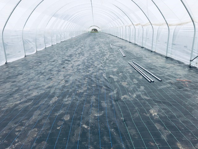 berrygardensltd's tweet photo. Tunnels being constructed and then filled with Maravilla long cane Raspberries at B R Brooks and Son Farm in Kent https://t.co/FrDHIqLP90